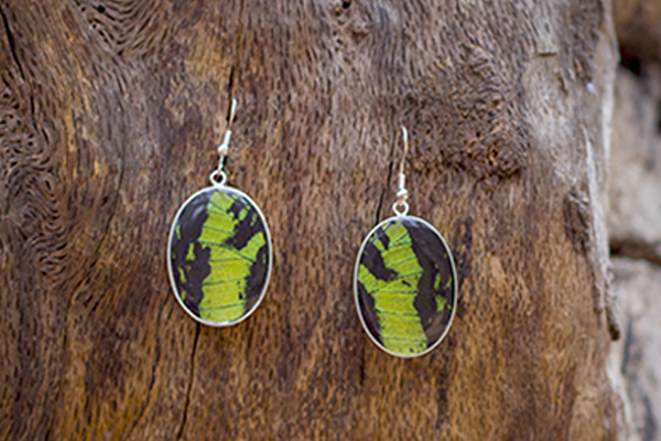 Two metal oval pendant earrings affixed to a wood backing. Inside of the pendant are matching parts of a Sunrise Moth’s wing. They’re bright yellow-green with black stripes and ticking. Both pendants have resin coatings and hook style findings.