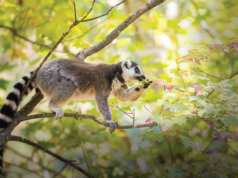 A ring tailed lemur perches on a tree branch. The lemur faces to the right and has a leaf in his mouth.
